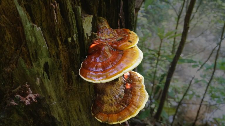 Lingzhi Mushrooms: Health Benefits, Uses, and How to Choose (for 2024) 23 Wild Lingzhi mushroom (Ganoderma Lucidum)