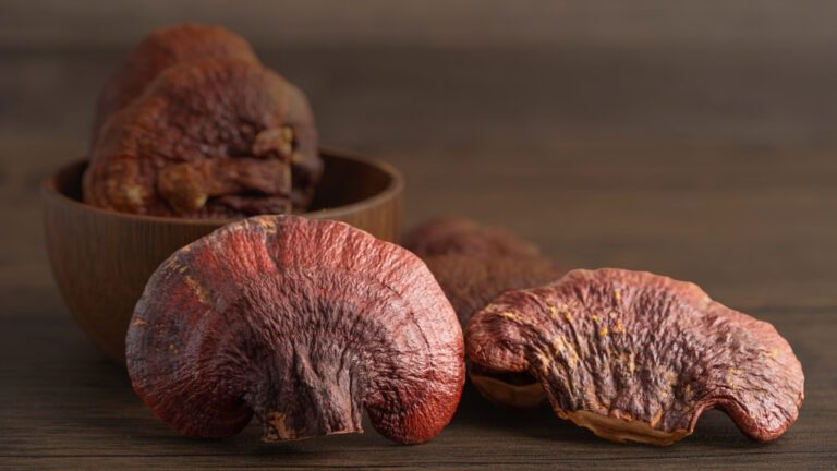 16 Incredible Health Benefits of Lingzhi (Ganoderma Lucidum): Boost Immunity, Improve Liver Health, and More 17 Lingzhi mushroom (Ganoderma Lucidum) image